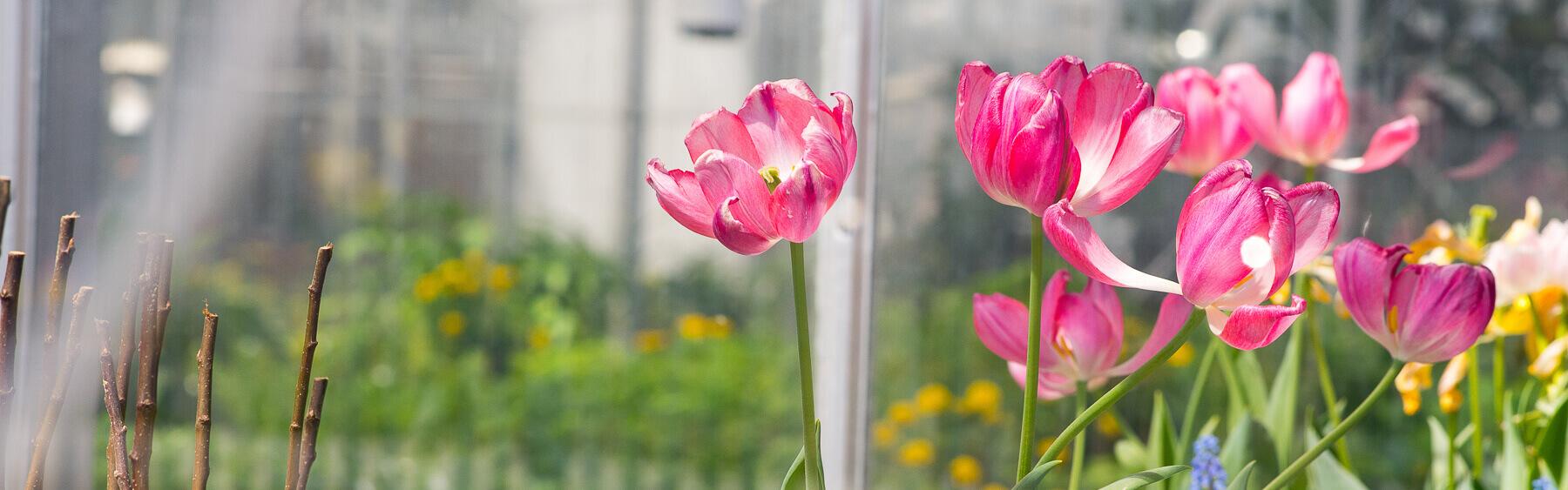 Pink flowers bloomed in the greenhouse