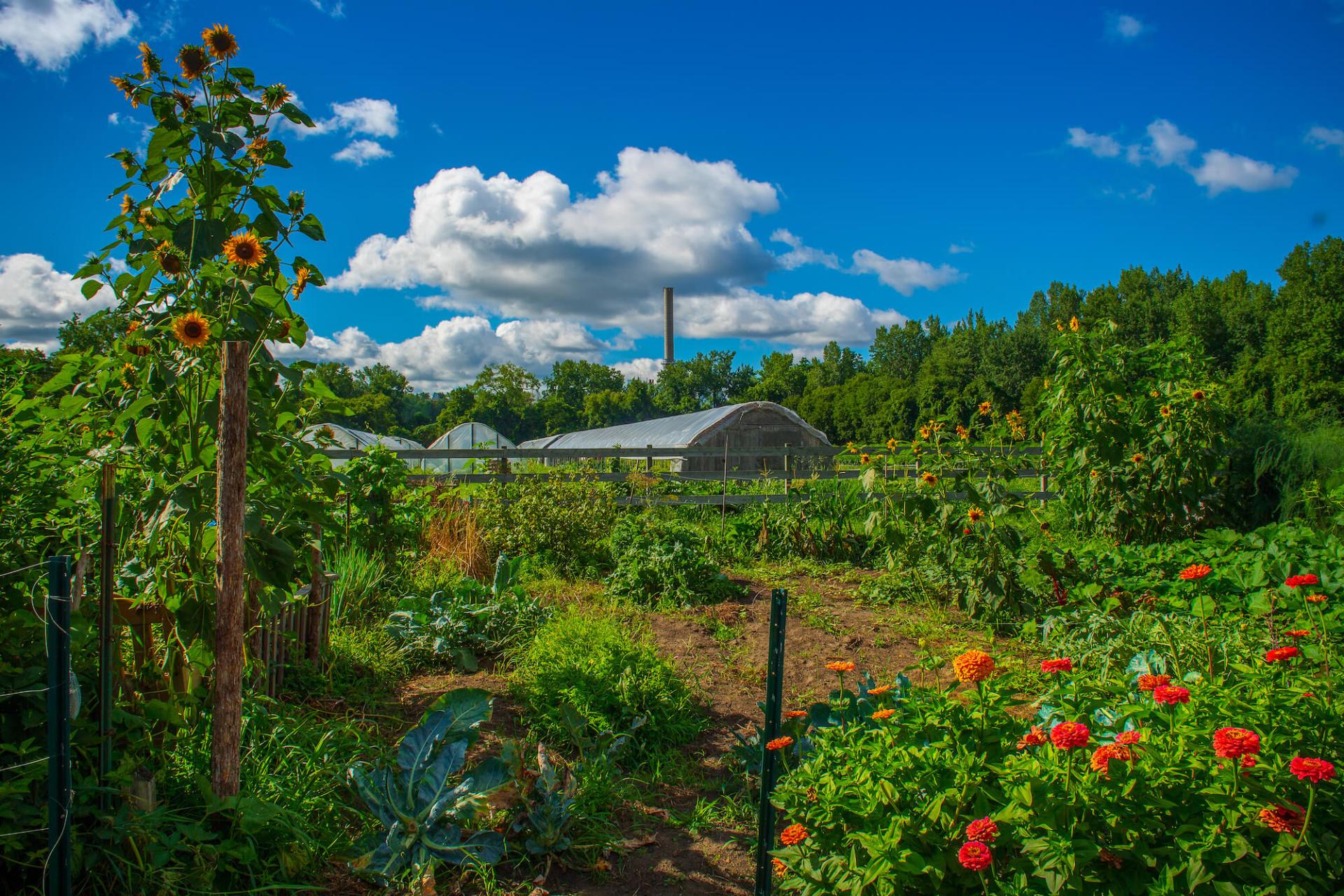 Greenhouse in field