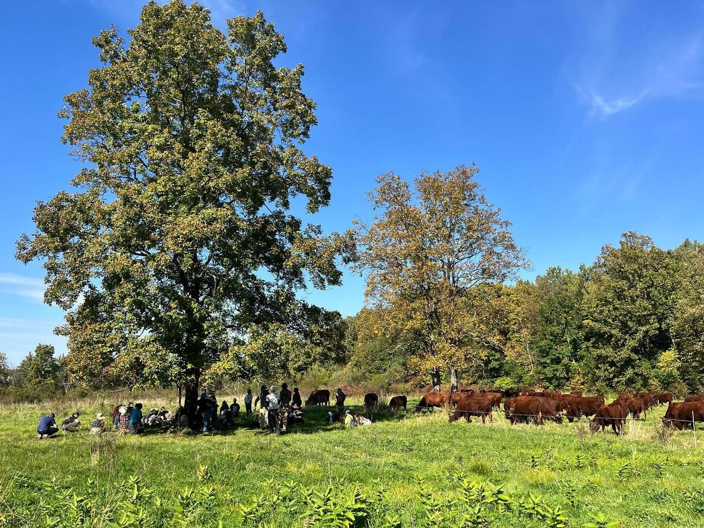 Grazing cows at Bread and Butter Farm