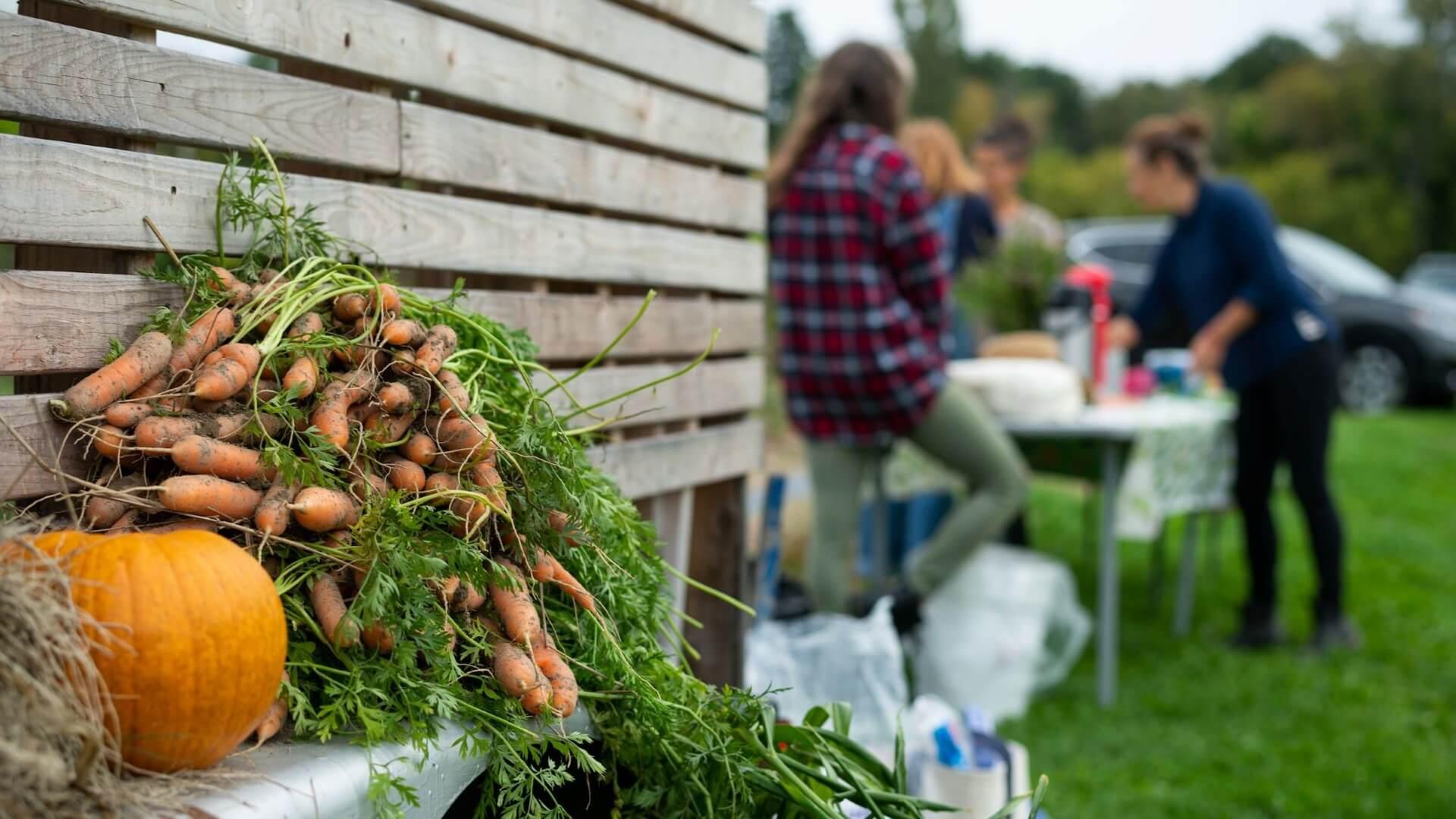 freshly picked carrots sit on top of a table with a pumpkin while in the background people work around another outdoor table