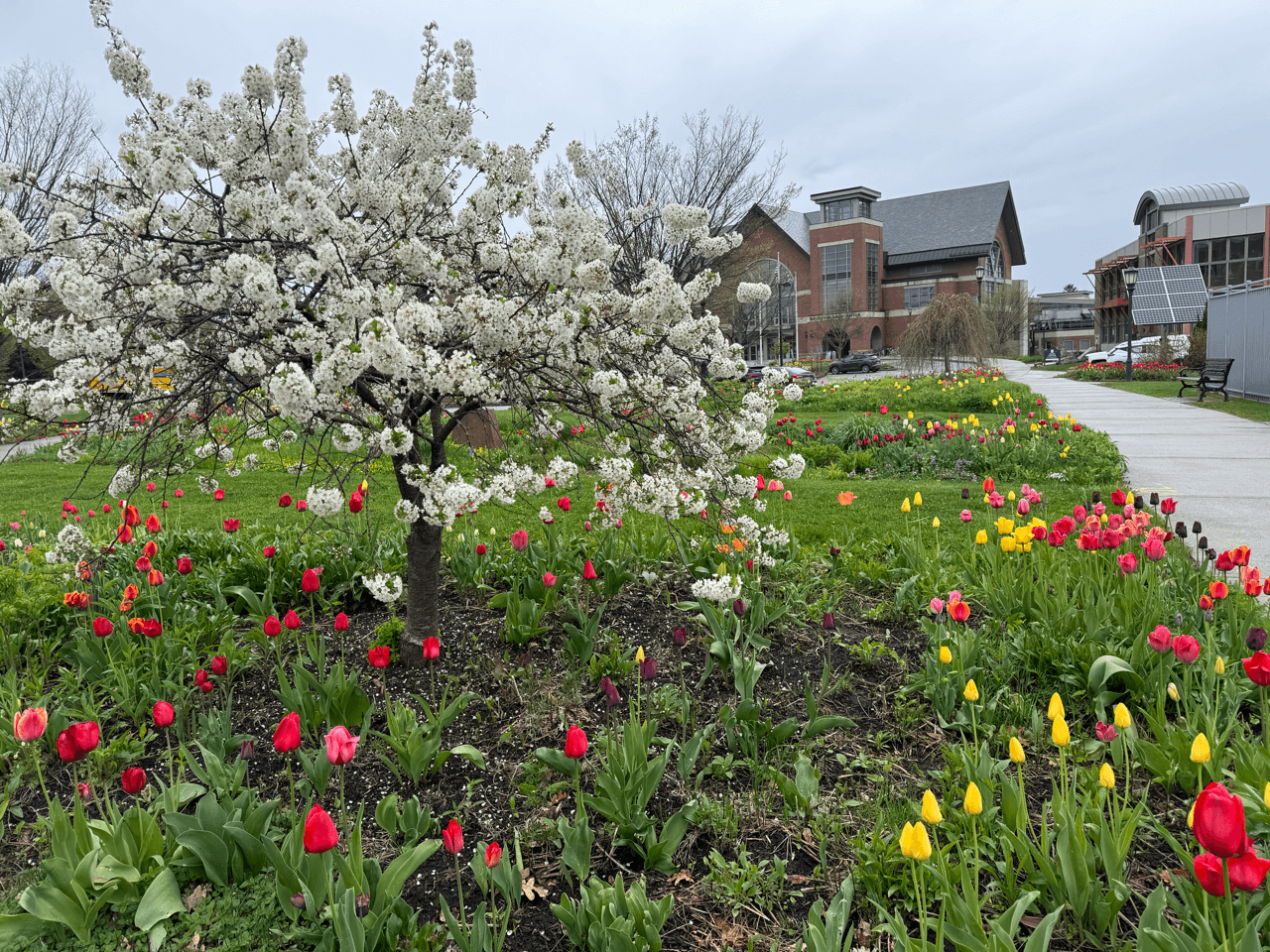 UVM Campus gardens with daffodils and tulips