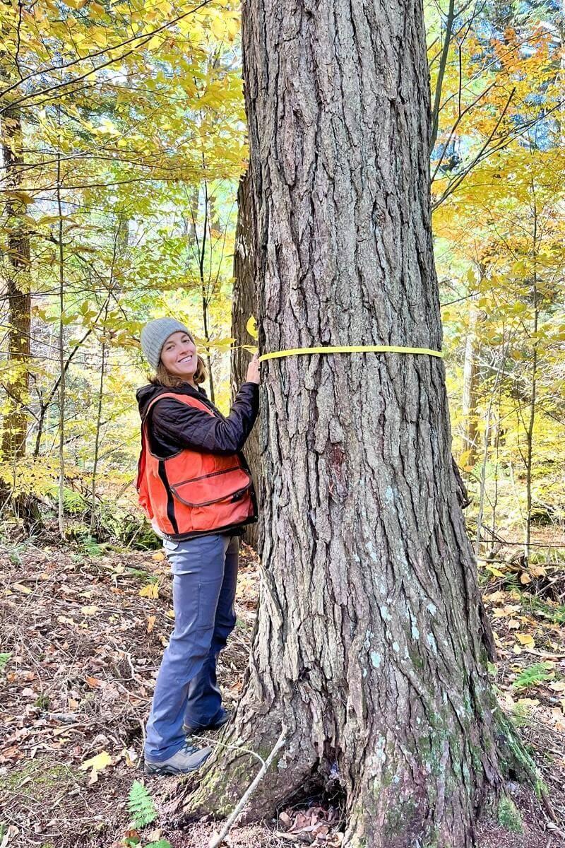 Student is measuring the circumference of a large tree
