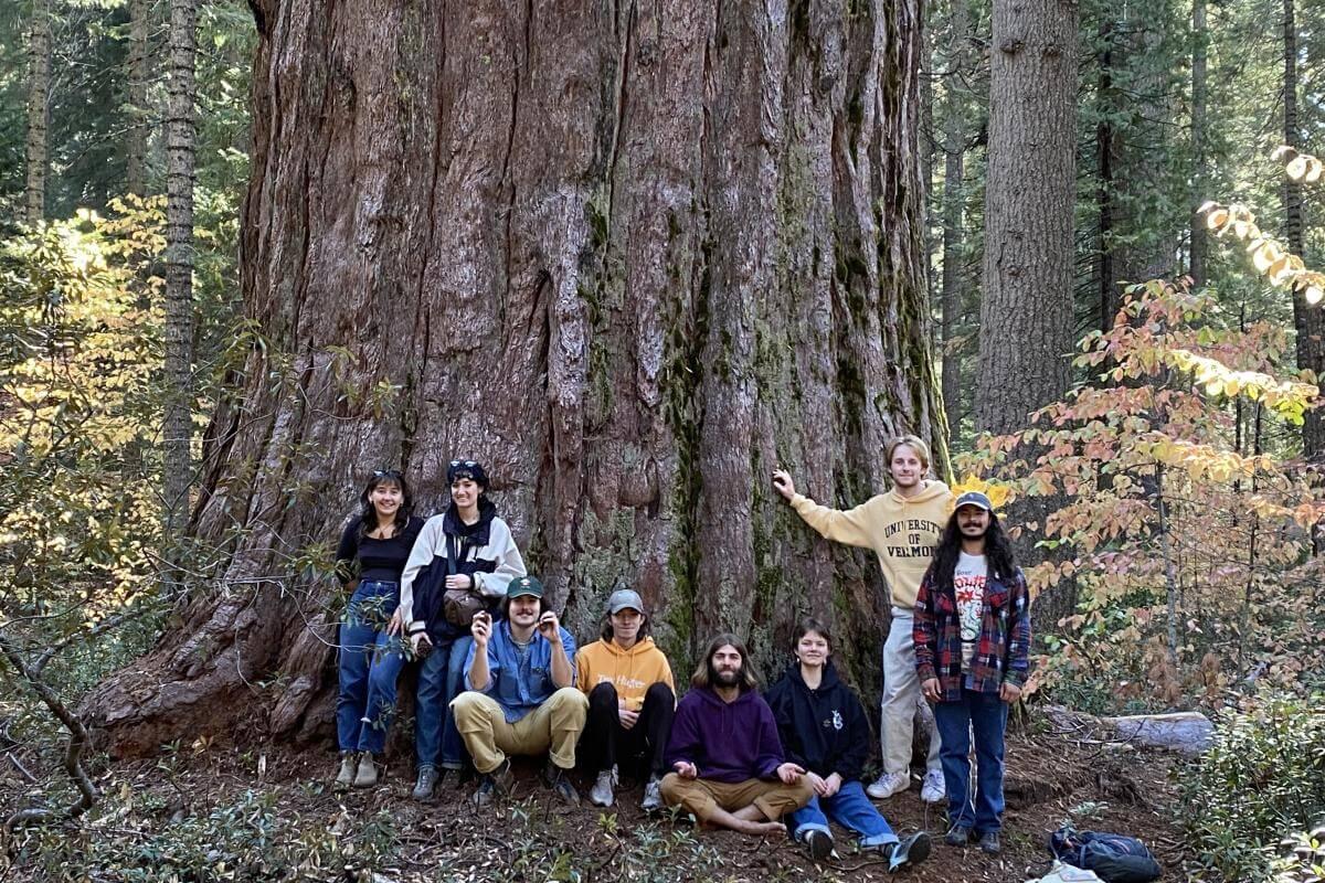a group of students stand in front of a massive tree in the forest