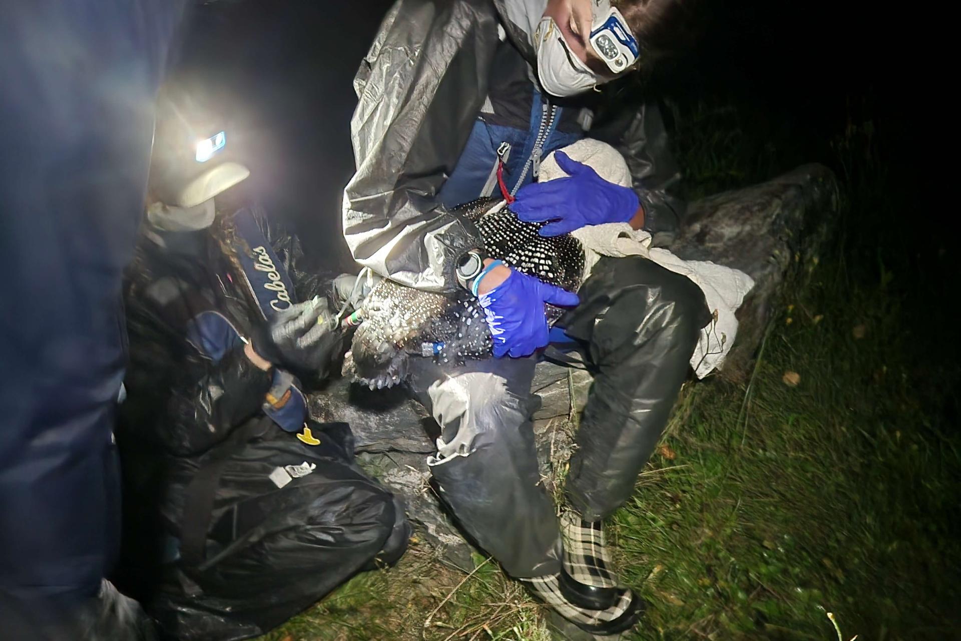 Lauren and a colleague giving a loon fluid