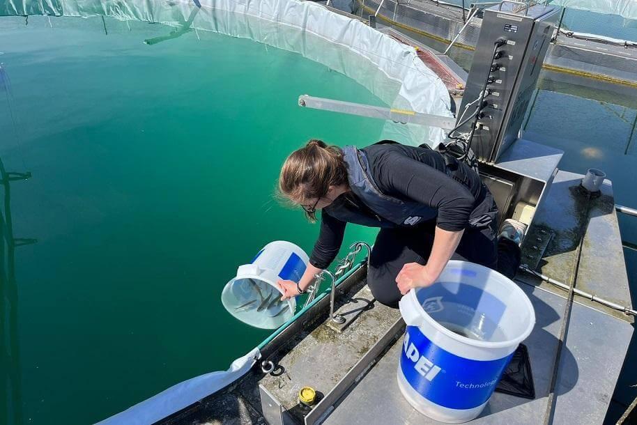 Mia McReynolds adding fish to a mesocosm