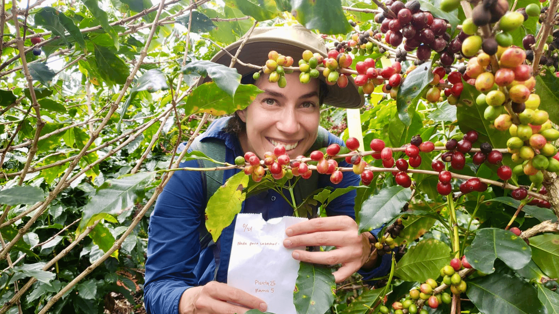 A woman examines coffee beans on a plant.