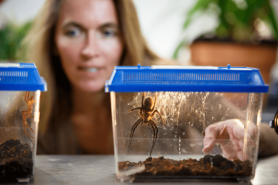 A woman peers at spiders in plastic boxes.