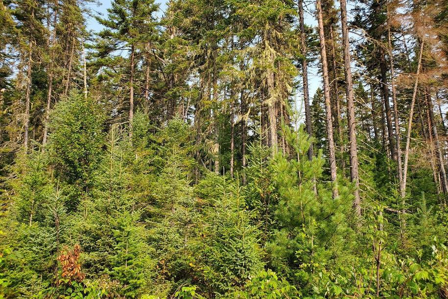 Regeneration growth in a forest