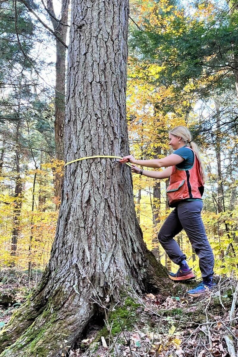 Student measuring the circumference of a tree