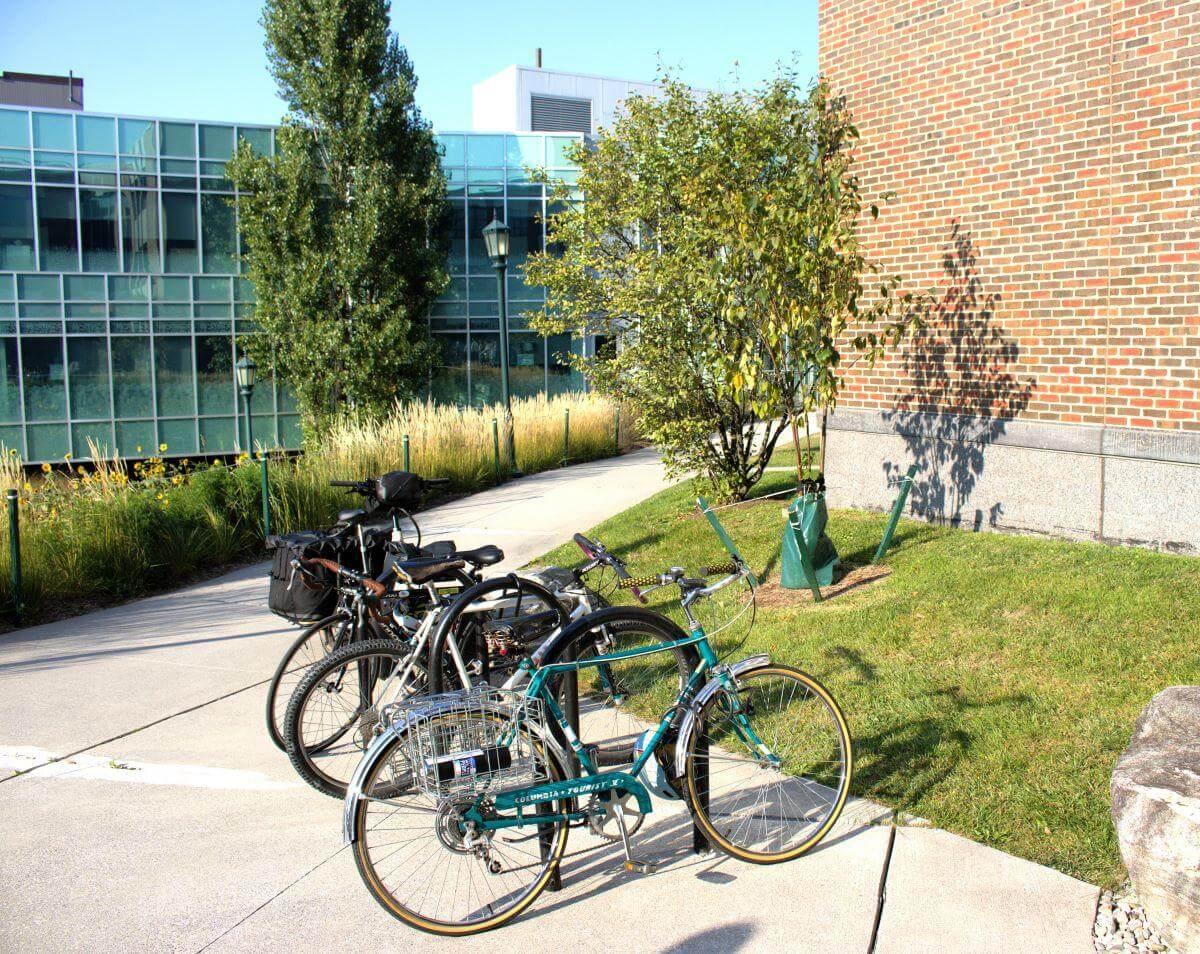 A stand of birch trees aptly placed behind a row of bikes outside the Aiken Center