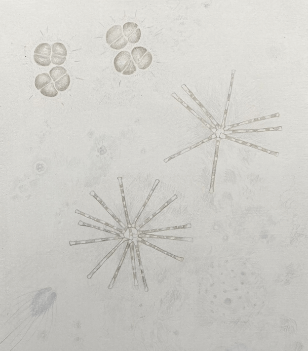 Microscopic Samples