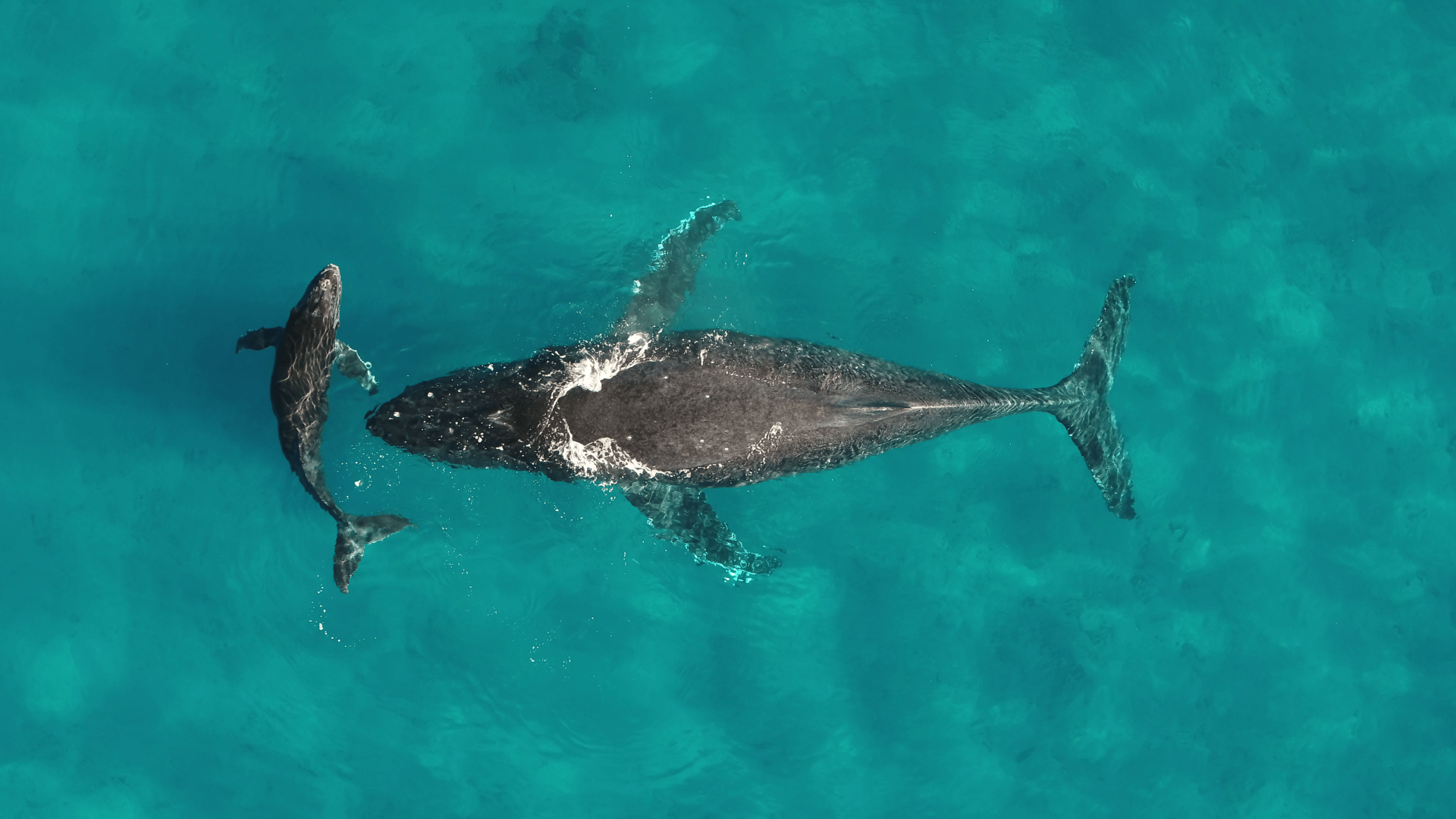 Humpback whale and calf