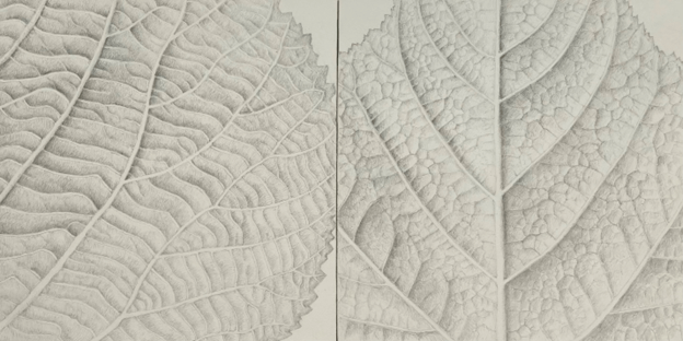 Microscopic samples of leaves