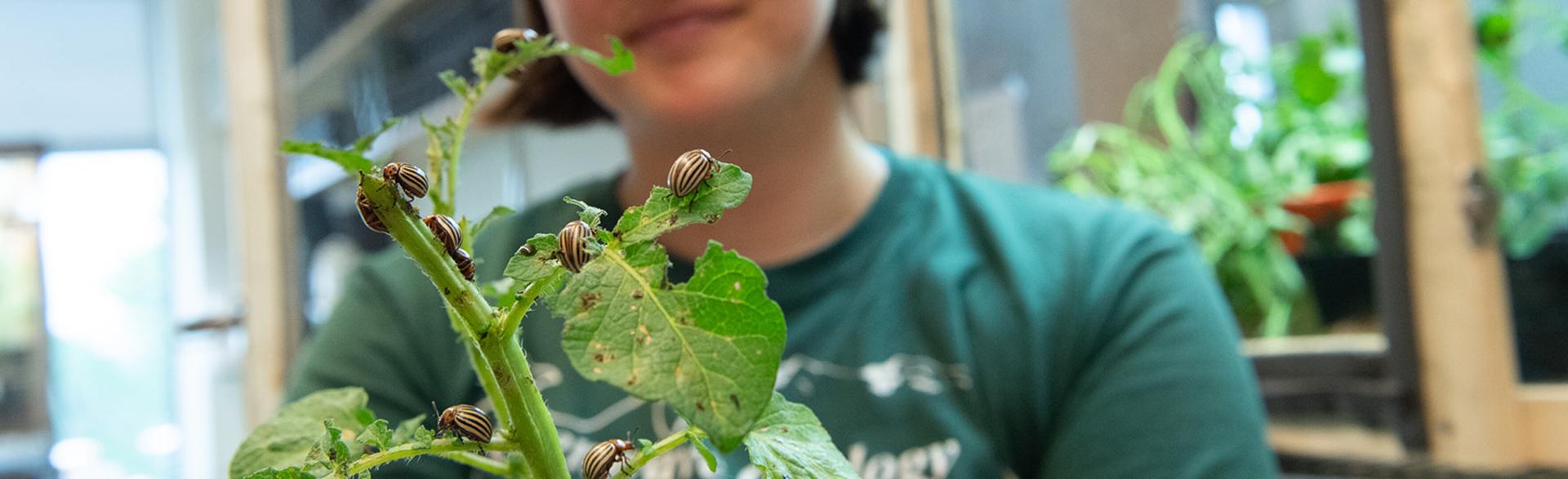 Wildlife Biology major Zoe Albion researches the Colorado Potato Beetle and other invasive species.