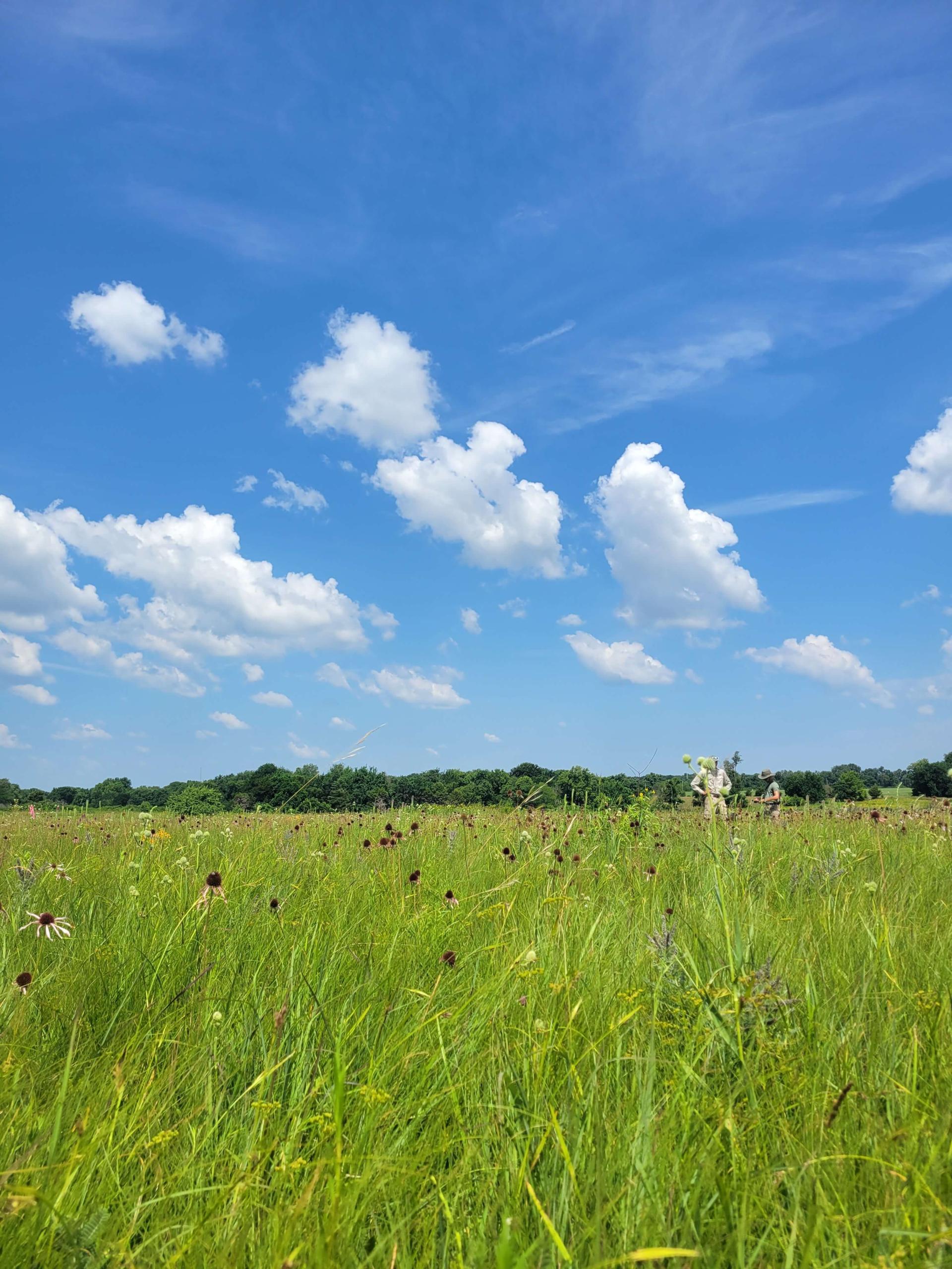 Field of green grass with blue cloudy sky above