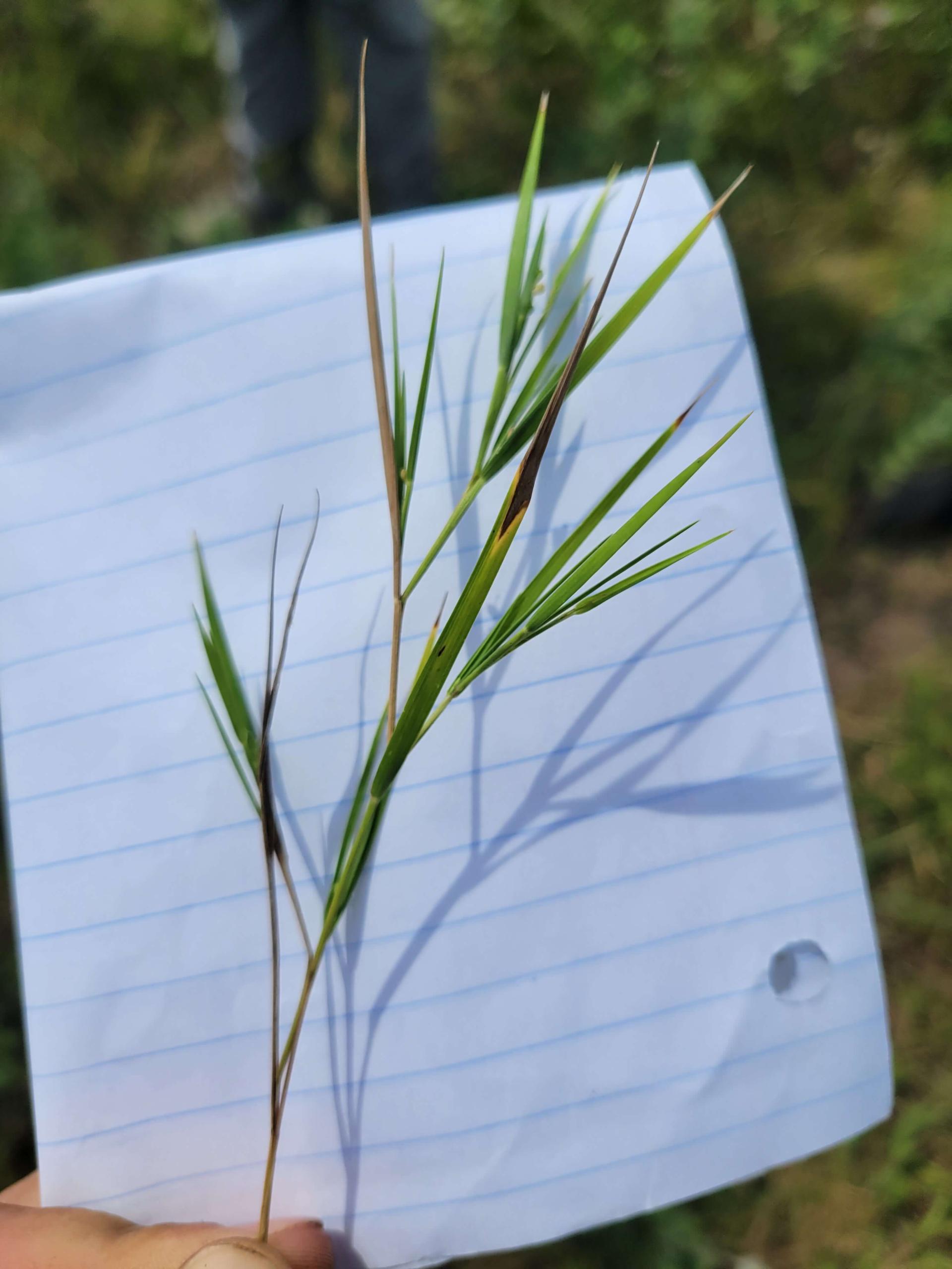 Hand holding grass over notebook page