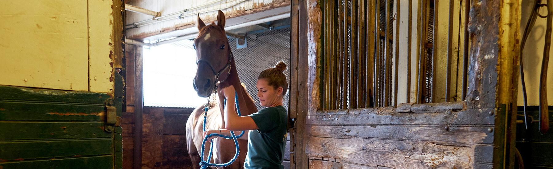 A person holding a horse by a rope