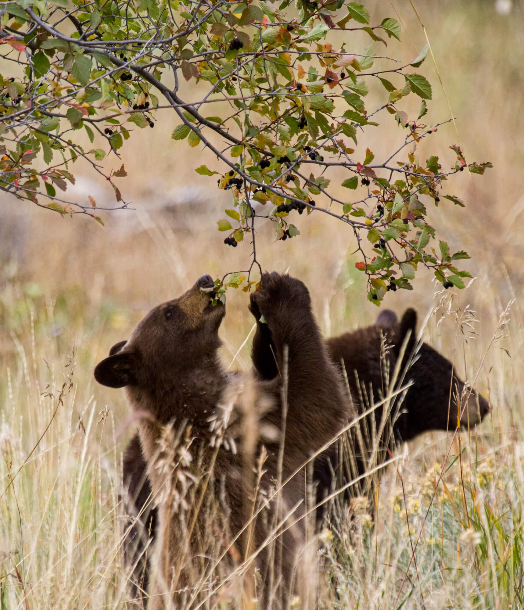 Bears eating berries off a bush