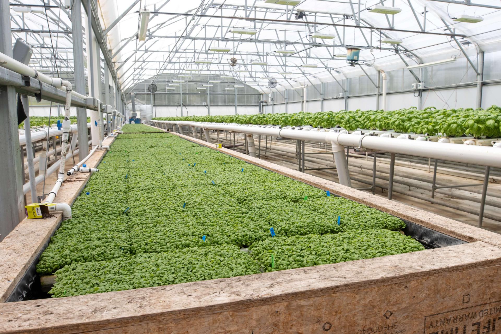Bed of pea shoots
