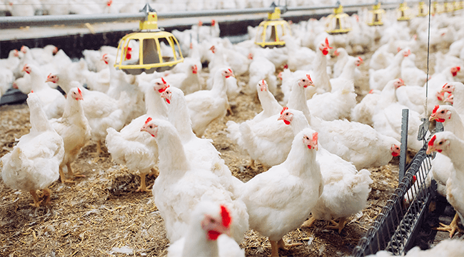 a large flock of white chickens