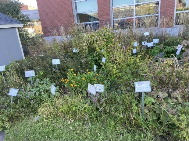Plants in front of Jeffords Hall