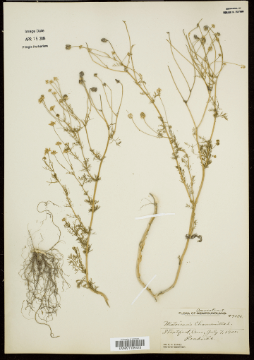 Dried Plants