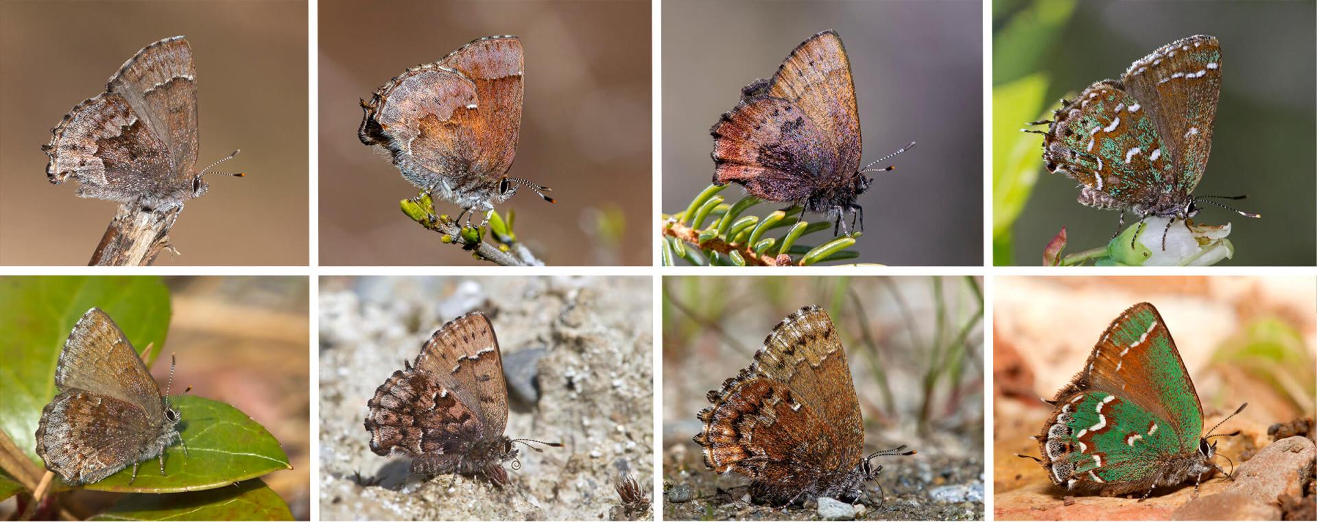 Images of 8 various butterflies