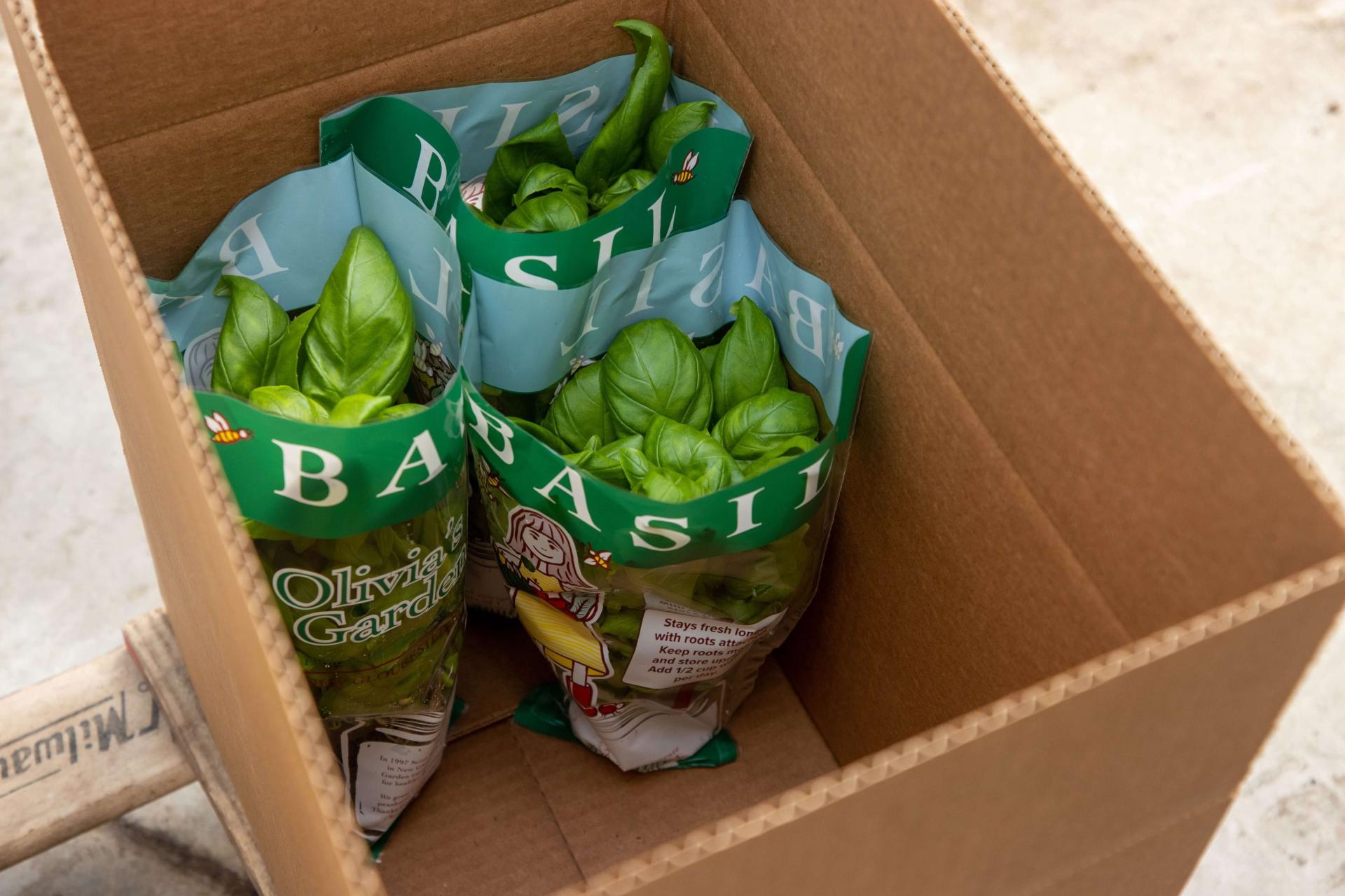 NECAFS Harvested basil