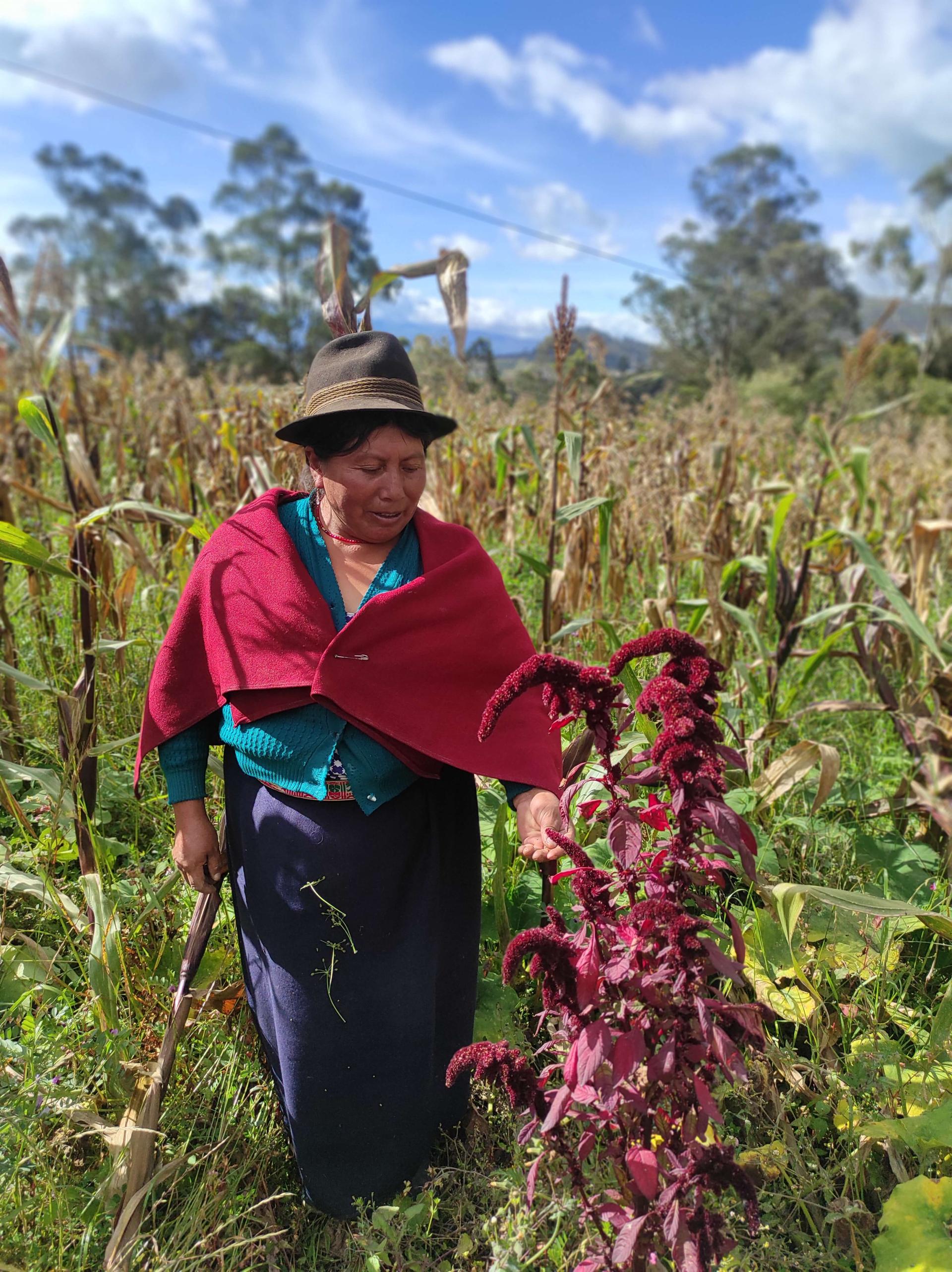 Farmer and quinoa