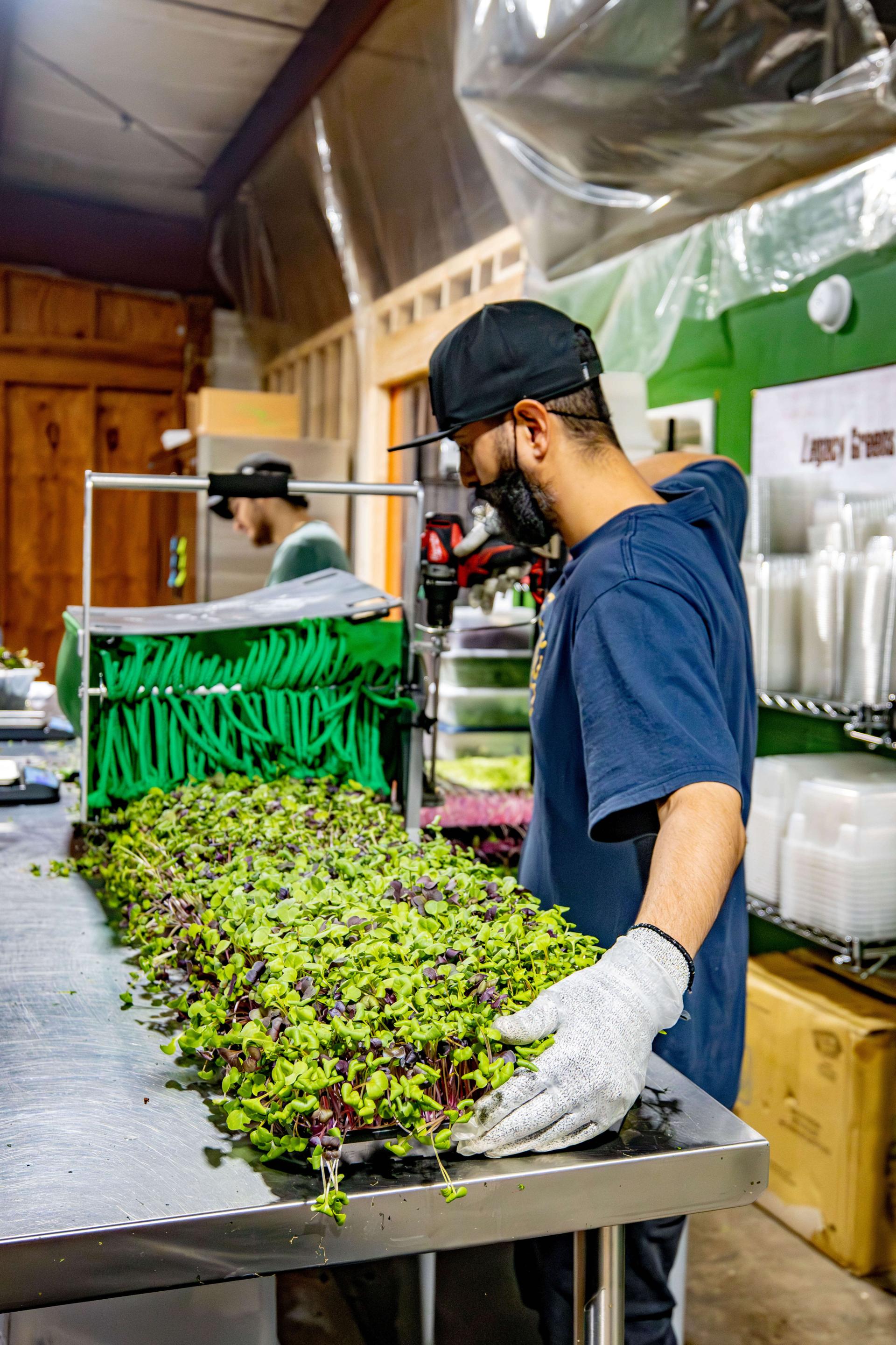 Worker guiding trays of microgreens through the Quick-Cut Greens Harvester.