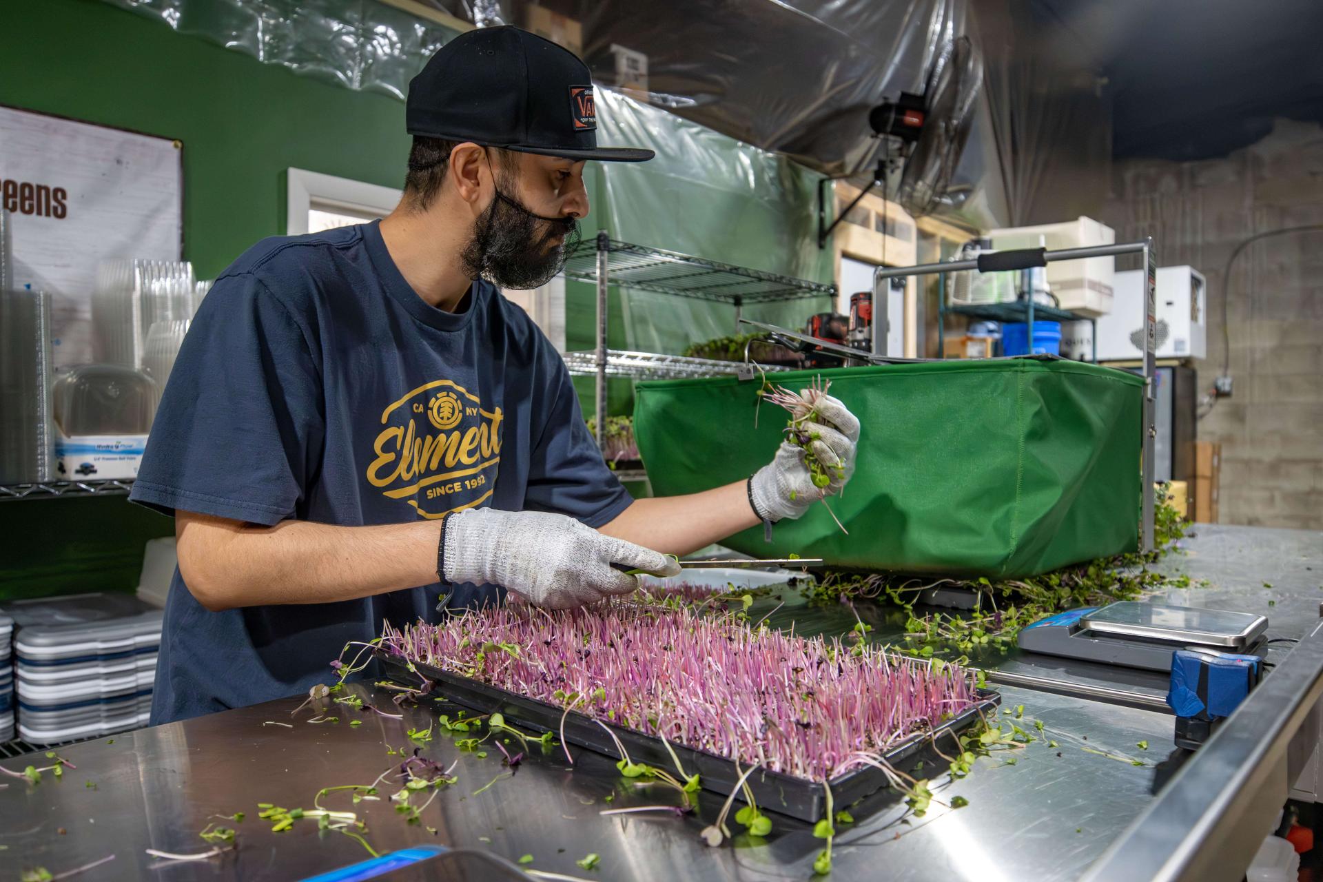 Worker inspecting microgreens that he just harvested by hand with a knife.