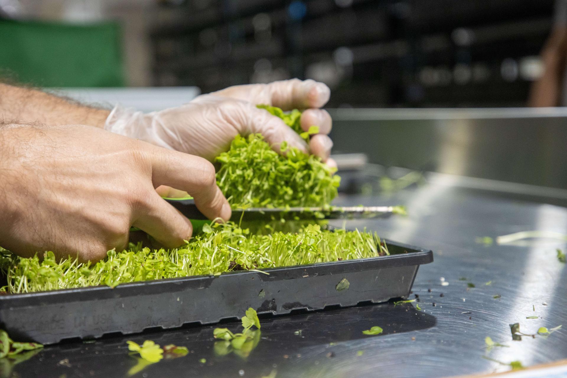Closeup of a microgreens tray and hands. Gloved left hand grasping microgreen shoots as their bases are cut with a knife in the right hand.