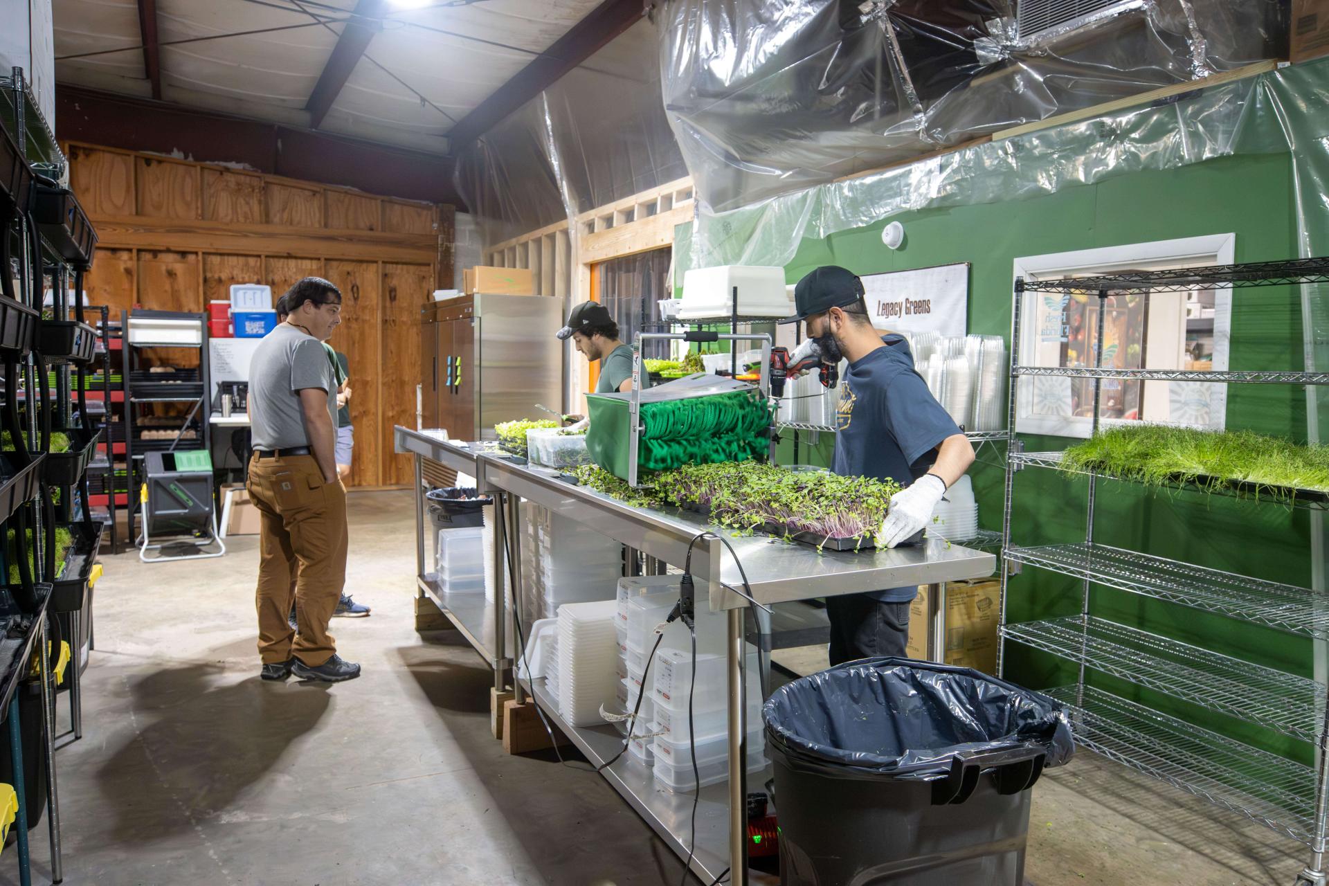 Visitor observing the harvest process for microgreens.