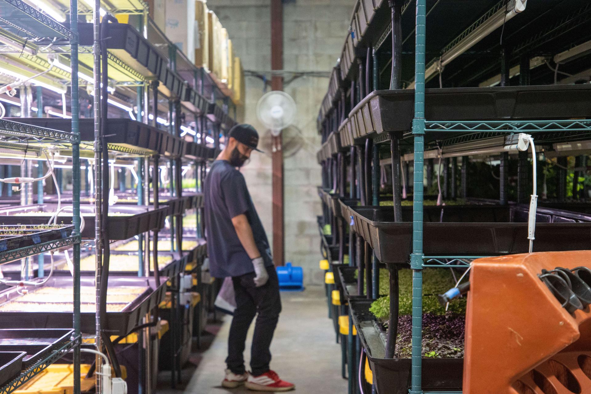 Worker inspecting vertical microgreens growing racks.