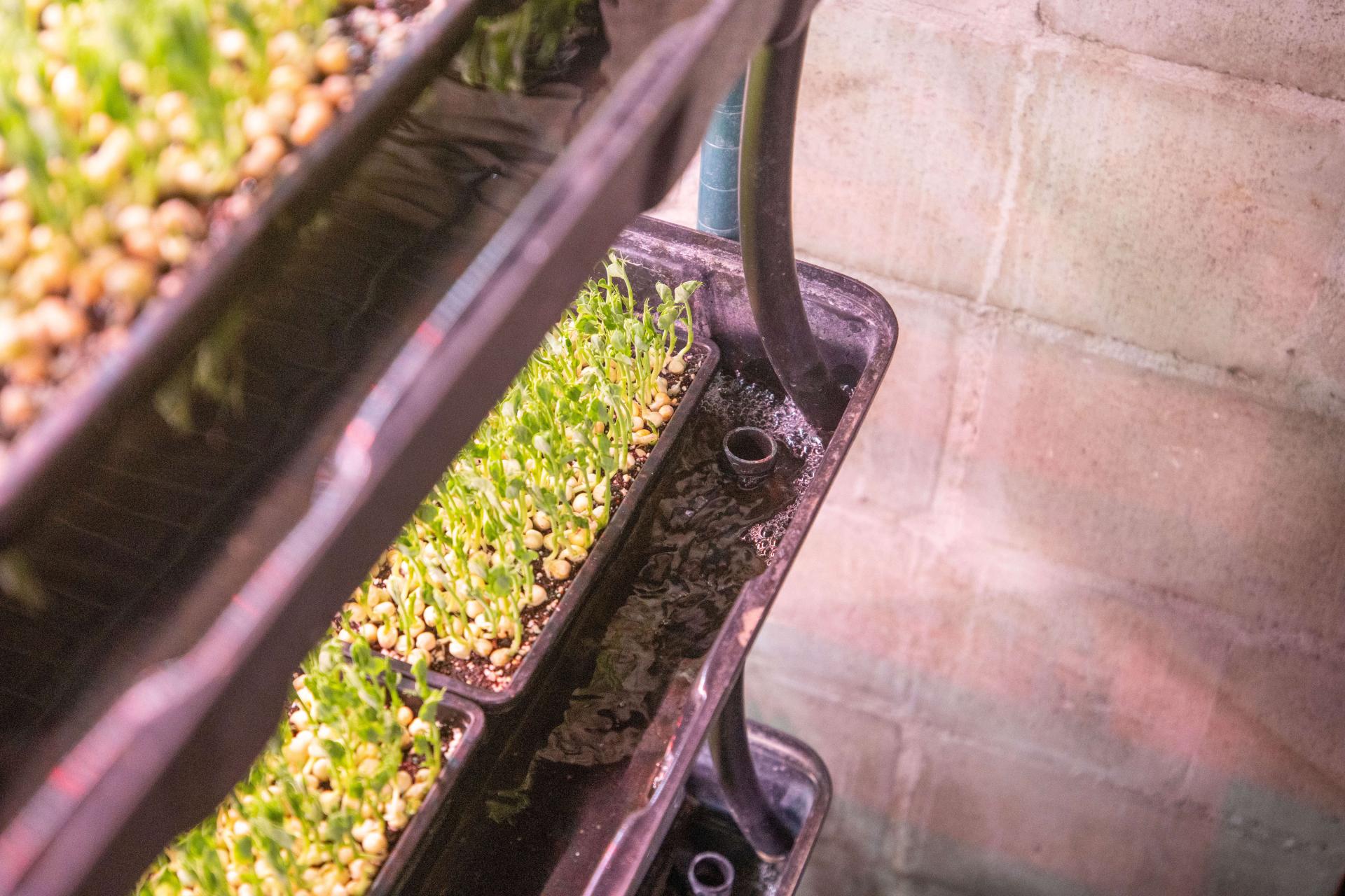 Trays of microgreens in vertically-stacked flood and drain tables which are being flooded.