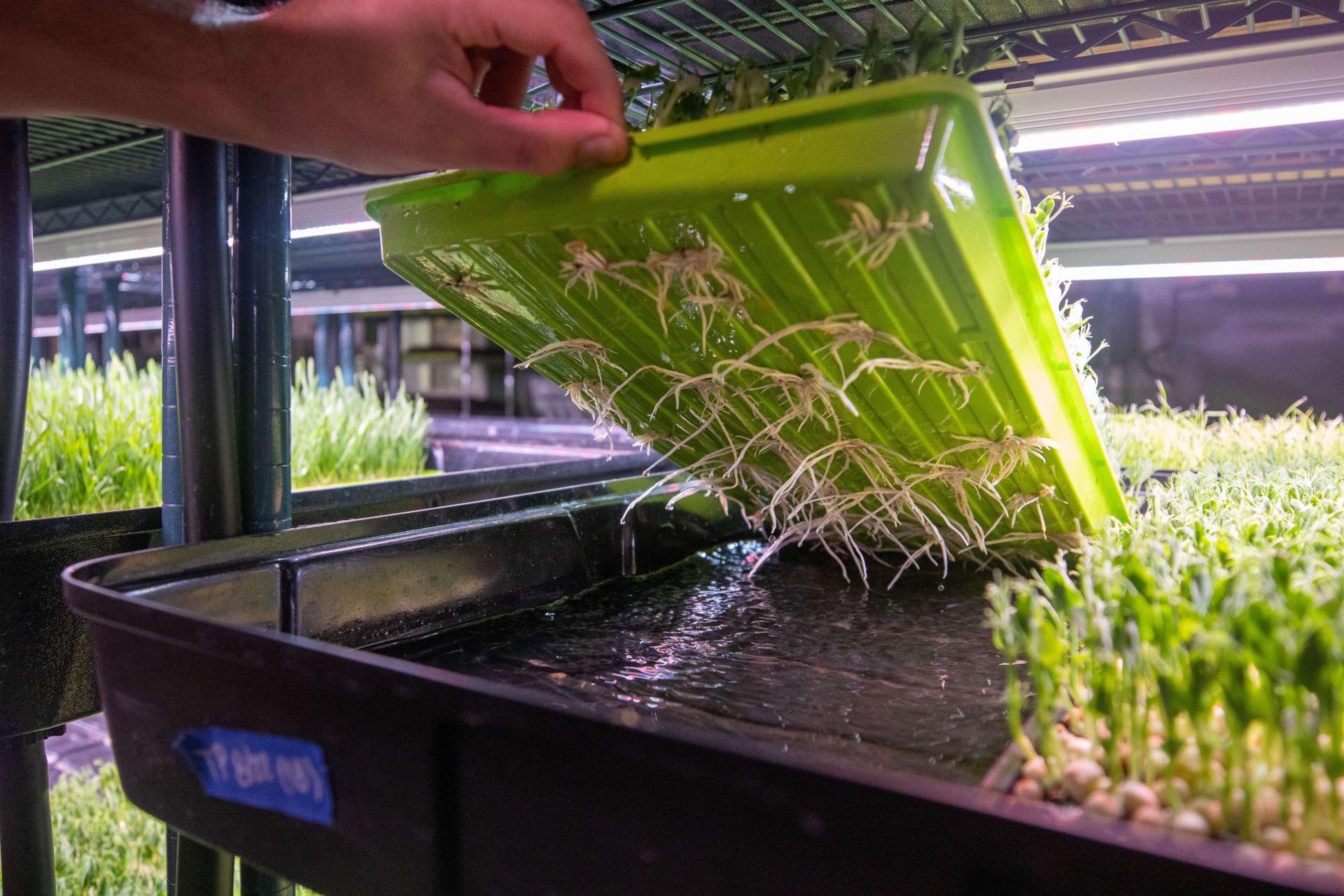 Hand lifting a tray of microgreens from the flooded table, exposing the water surface and plant roots poking out from the bottom of their tray.