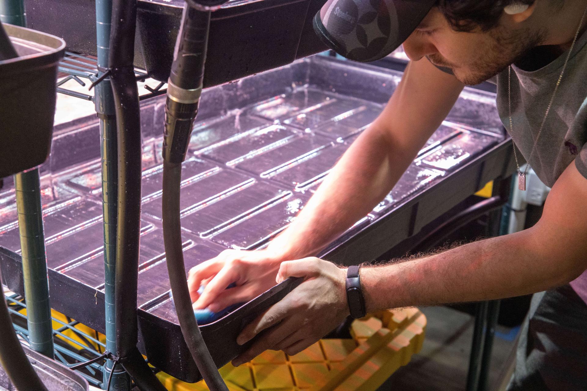Worker scrubbing inside surfaces of a large flood tray with a sponge.