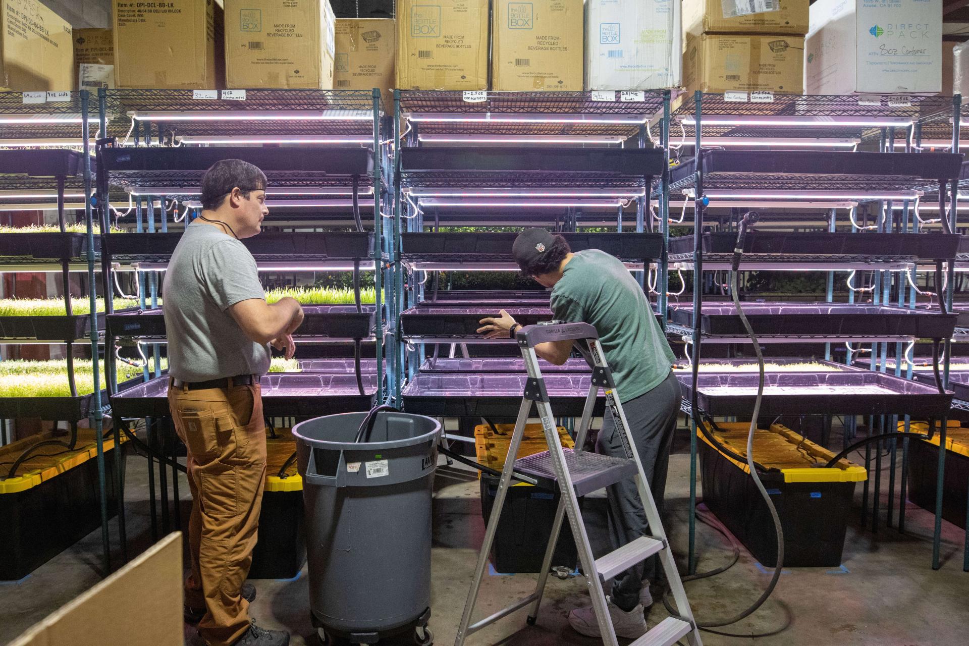 Worker demonstrating a water reservoir change for a visitor, standing in front of vertical microgreen production racks.