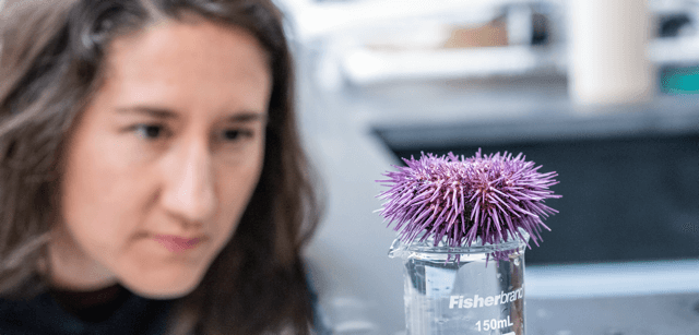 Student looks at a sea urchin