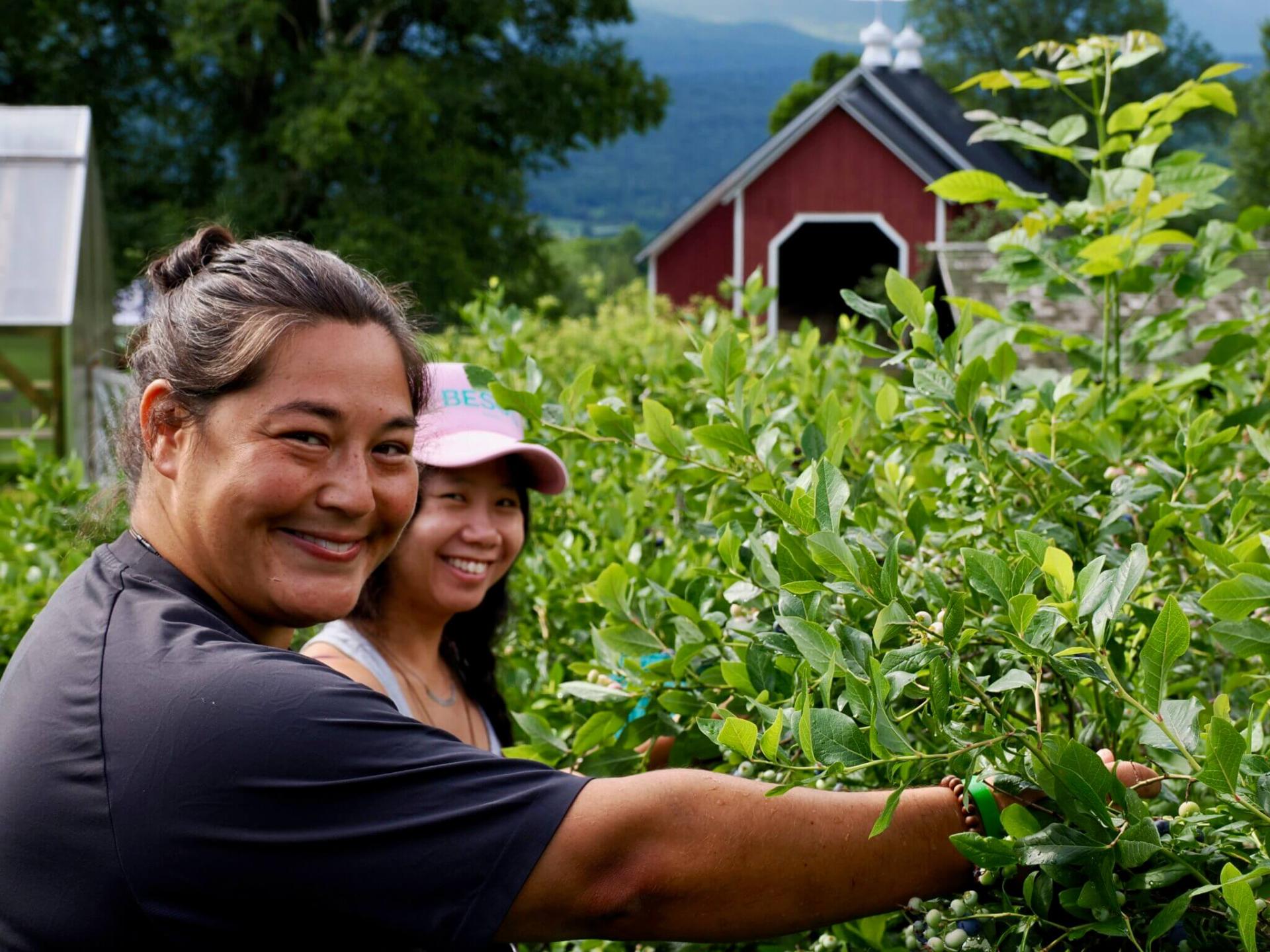 Emilie Inoue, Plant Health Section Chief with the Vermont Agency of Agriculture (right), picks organic blueberries at Knoll Farm with Theresa Ong, Assistant Professor of Environmental Studies at Dartmouth College. 