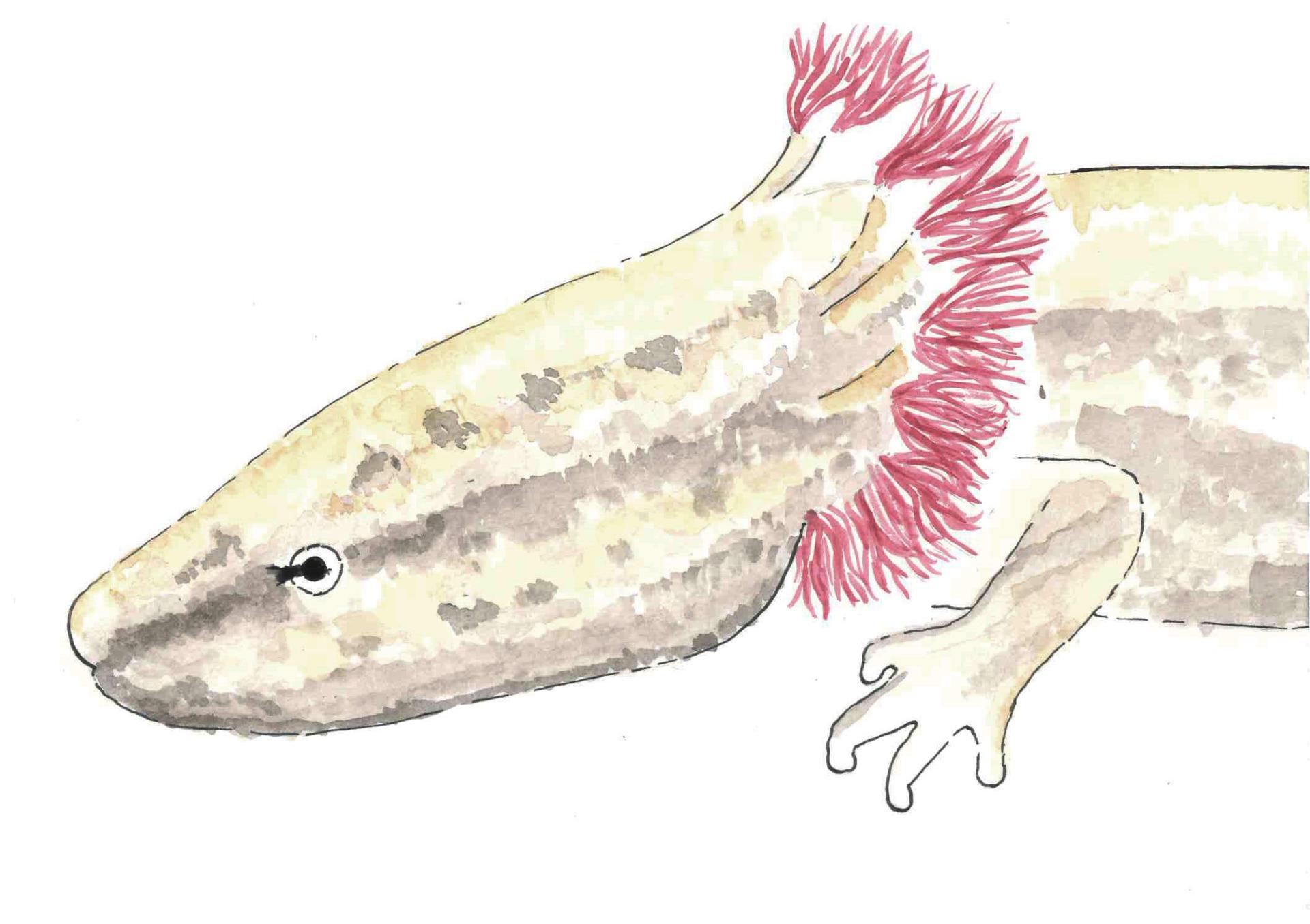 Watercolor of an ancient amphibian