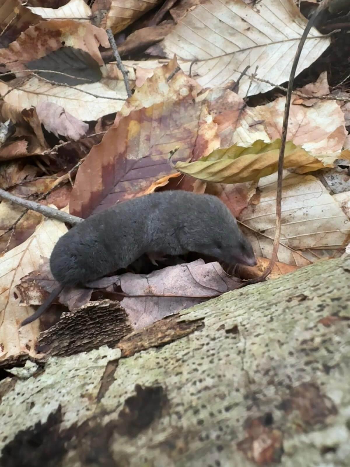 Photo of a shrew at the base of a tree surrounded by fallen leaves