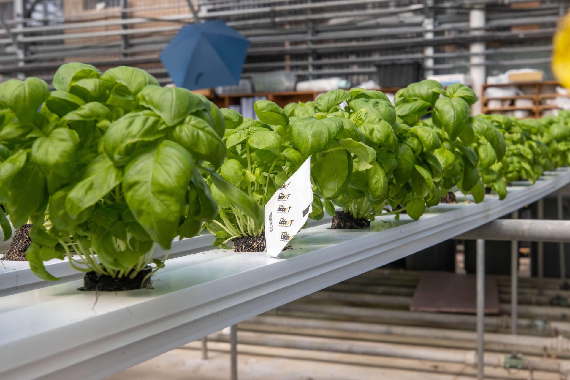 NECAFS NFT basil grow out