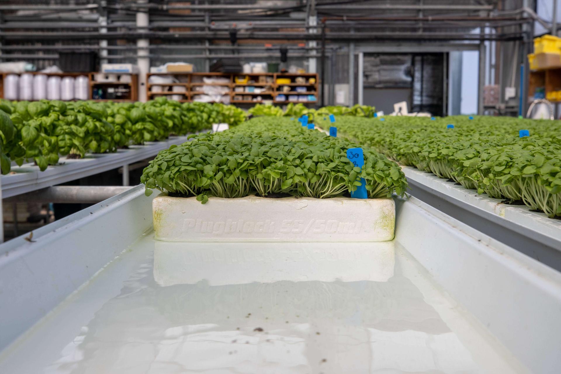 NECAFS NFT floating rafts