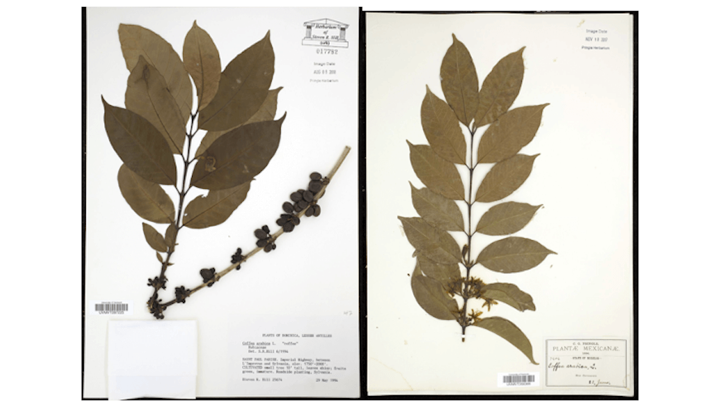 Dried coffea arabica