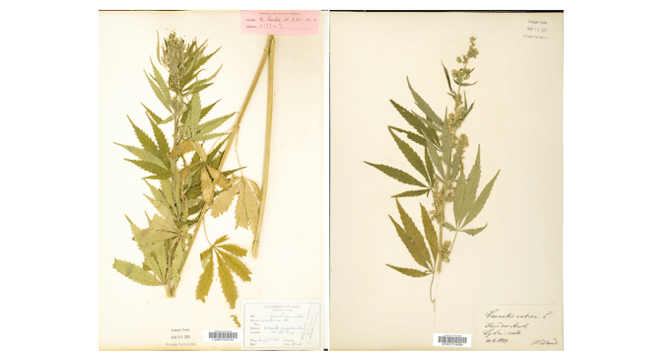 Dried cannabis sativa