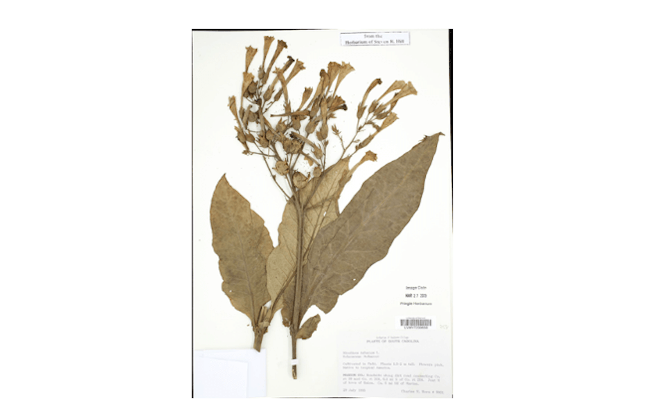 Dried nicotiana tabacum