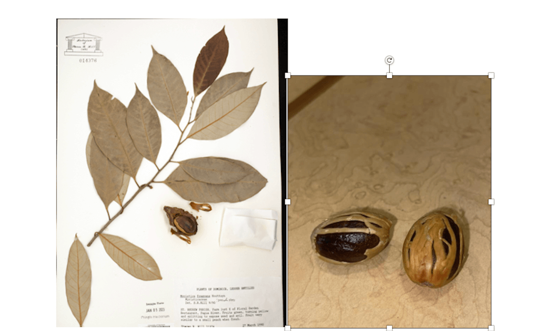 Dried nutmeg specimen