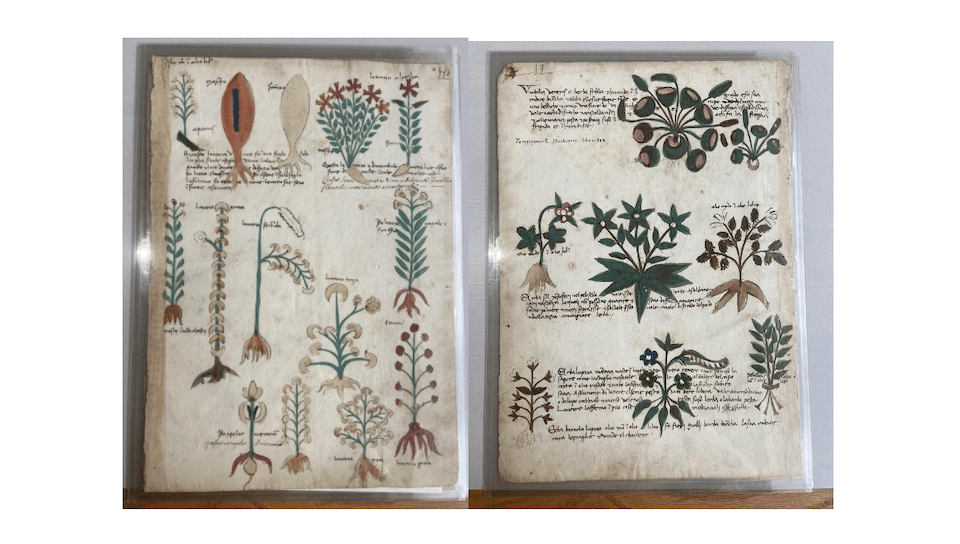 Images of text with plants