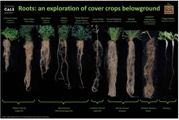 infographic about roots
